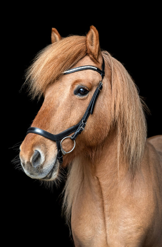 Low noseband bridle