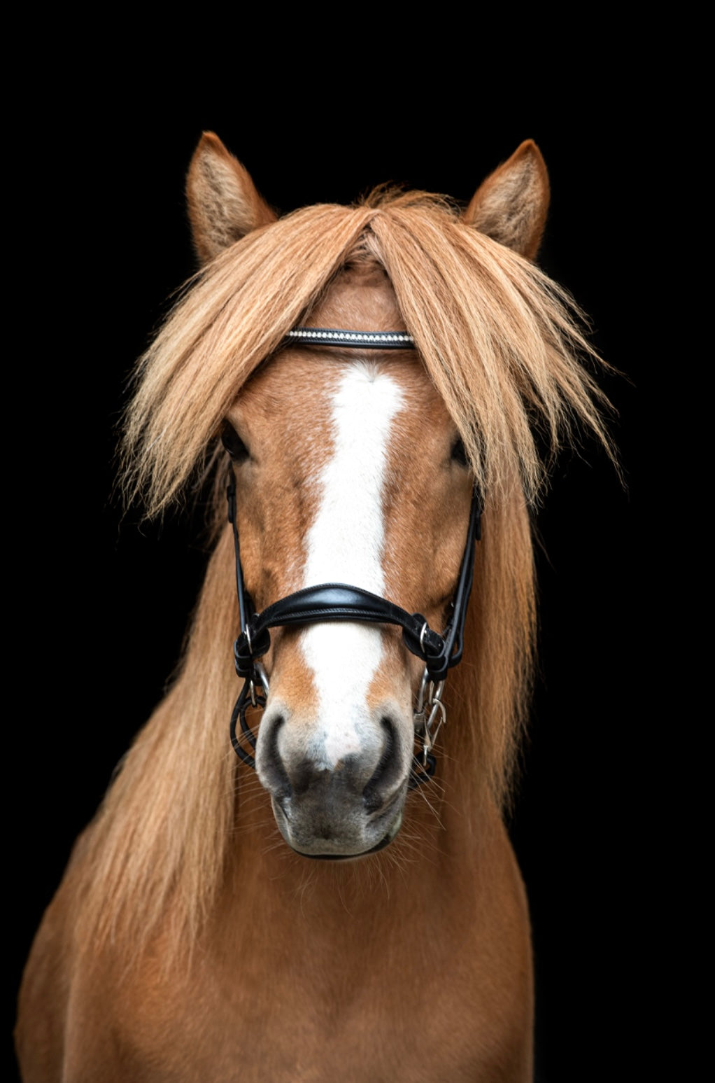 Clip-on Bridle with drop noseband