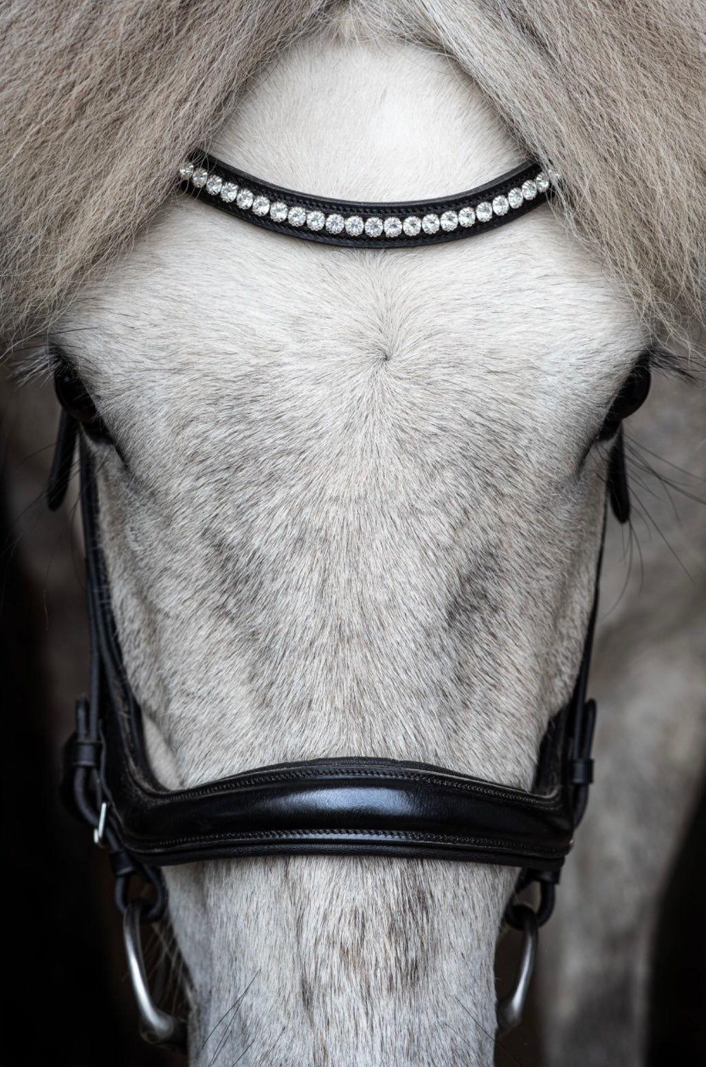 Clip-on Bridle