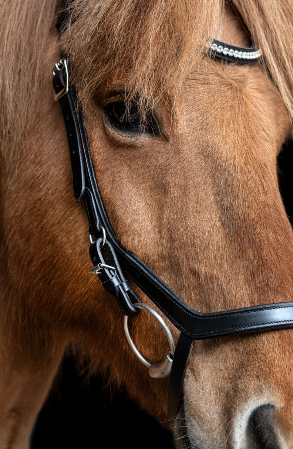 Low noseband bridle