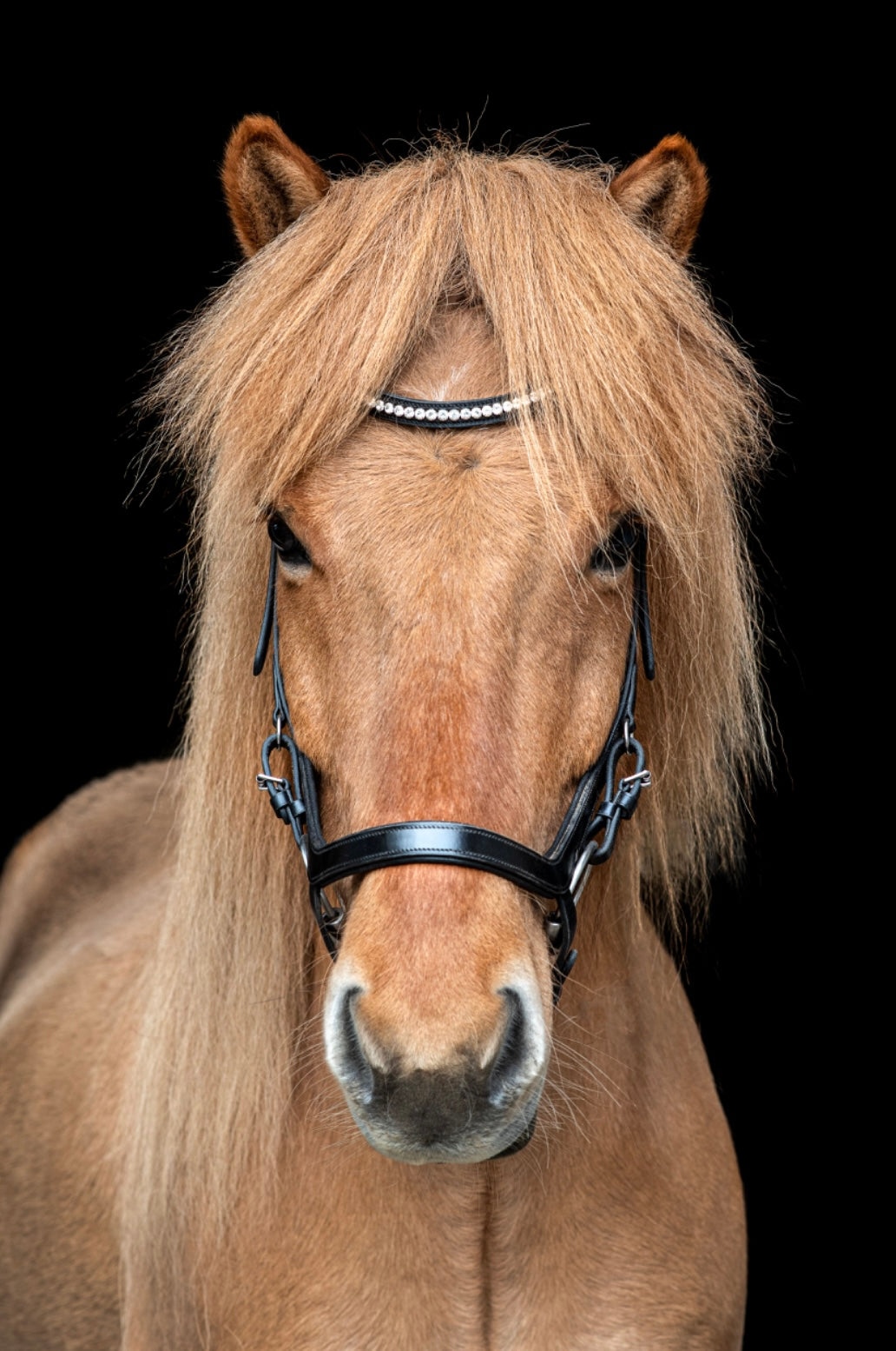 Low noseband bridle