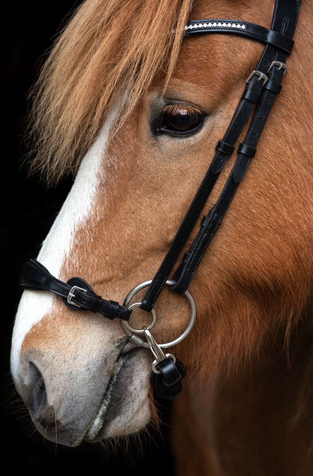 Clip-on Bridle with drop noseband