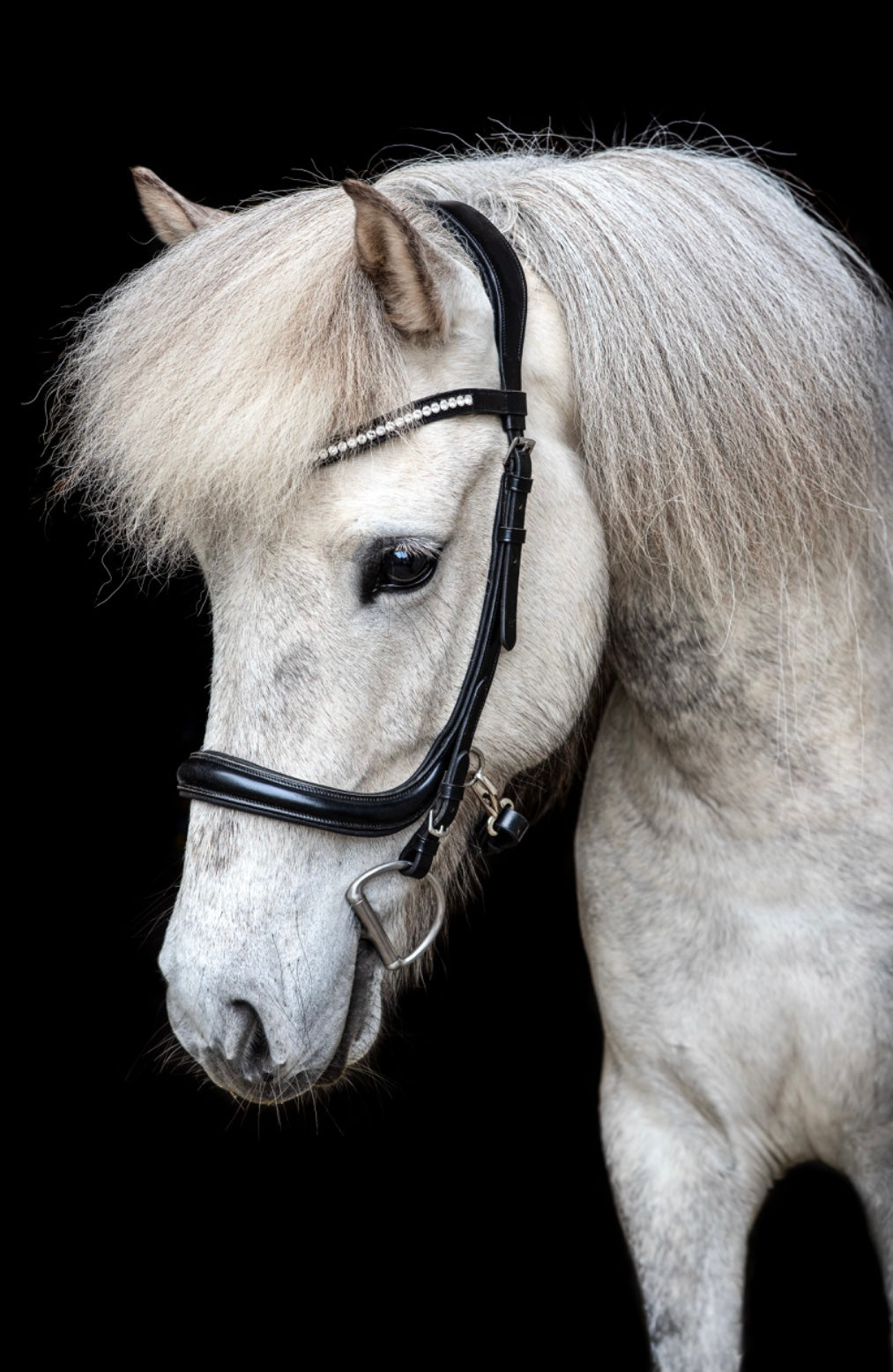 Clip-on Bridle